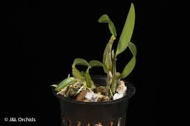 Image result for Otholobium foliosum