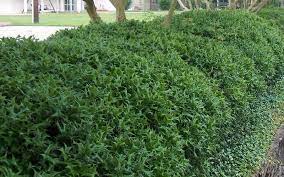 We did not find results for: Best Shrubs For Texas Landscapes Tlc Landscapes Llc