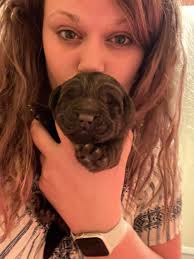 Eastwood English Labradors