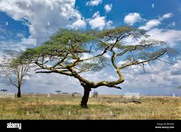 Image result for Acacia tortilis