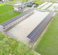 水田で営農型太陽光、一本足の架台でマコモダケを実証 - メガ ...