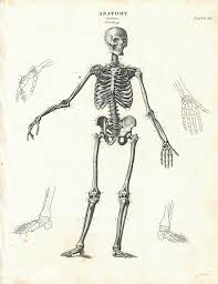 Each bone serves a particular function and varies in size, shape and strength. Anatomy Human Skeleton Drawing Novocom Top