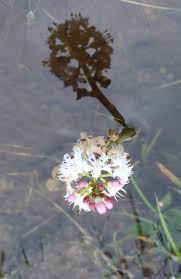 Image result for Menyanthaceae