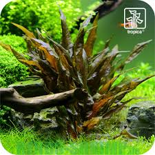 On the larger side, cryptocoryne usteriana features long leaves that, with the correct care, will offer a deep green hue with a rich burgandy underside. Cryptocoryne Wendtii Tropica Gunstig Online Kaufen Rendo Shrimp