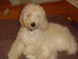 Arguably, the most important part of a doodle grooming cut is the face clip. Poodle Normal Haircut