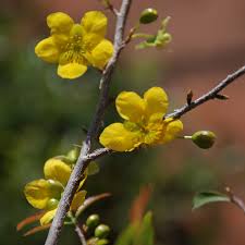 Image result for Ochna afzelii