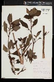 Image result for Impatiens gomphophylla