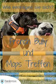 erstes bully und mops treffen in baden hundereise hunde mops hunde rassen
