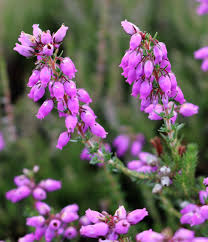 Image result for Ericaceae