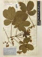 Image result for Vitex ferruginea