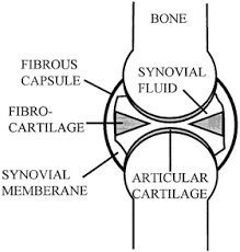 A synovial joint, also known as diarthrosis, joins bones or cartilage with a fibrous joint capsule that is continuous with the periosteum of the joined bones, constitutes the outer boundary of a synovial cavity, and surrounds the bones' articulating surfaces. Synovial Joint Mechanics Springerlink