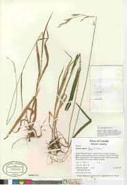 Image result for Bromus leptoclados