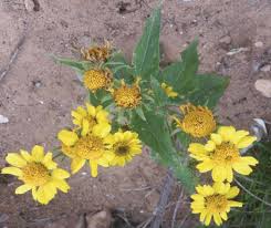 Image result for Verbesina encelioides