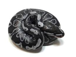 Axanthic Black And White Ball Python Morph Housing Shortages Constrain Existing Home Sales Real Estate Agent And Sales In Pa Ball Python Ball Python Morphs Beautiful Snakes