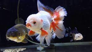 Lensa matanya tampak jernih.sisik di kedua sisi badannya simetris, tidak ada lekukan dan patahan. Tips Mencerahkan Warna Ikan Mas Koki Dengan Cepat Ikanpedia