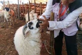 Kami menyediakan kambing domba sapi qurban terbaik untuk hewan qurban terbaik anda di hari raya. Mengenal Akad Wakalah Dalam Transaksi Kurban Online Islampos