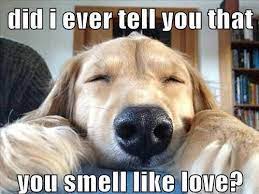 So Cute Dog Words Funny Animal Pictures Funny Dog Pictures