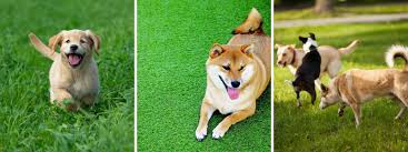 We also provide quality pet foods and supplies at our store. Dog Parks In Sarasota Blvd Sarasota Fl