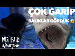 Dev Akvaryum Korkusuz Dalgiclar Izmir Westpark Youtube