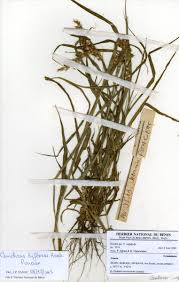 Image result for Cenchrus biflorus