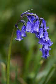 Check out our dusty blue flower selection for the very best in unique or custom, handmade pieces from our декор для вечеринок shops. Hyacinthoides Non Scripta Wikipedia