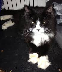 Check spelling or type a new query. Found In Wilton Long Hair Tuxedo Cat Wilton Ct Patch