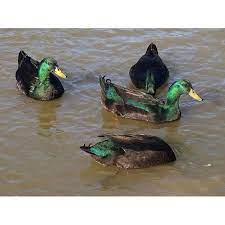 Fleet farm is a very popular apparel store which competes against other apparel stores fleet farm's score is calculated based on overall customer ratings, brand name recognition & popularity, price point vs. Cackle Hatchery Cayuga Duck Straight Run Male And Female 708 Blain S Farm Fleet