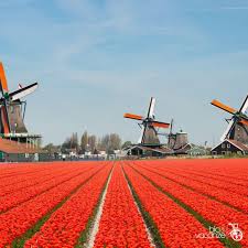 In questo articolo ti spiegheremo dove vedere la fioritura dei tulipani in olanda, come arrivare nei campi in fiore, le info legate al parco di keukenhof e quando andare. Tour Dei Tulipani Olanda In Bici Barca Bicievacanze