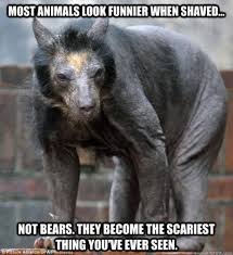 Terrifying Animal Facts Will Keep You Awake 17 Photos Hairless Animals Funny Animal Pictures Animal Pictures