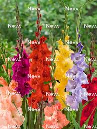 Image result for Gladiolus magnificus