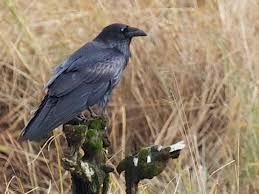 Poe's bird was inspired partly by the pet raven, grip, in charles of course i pretend to no originality in either the rhythm or metre of the raven. the former is trochaic—the latter is octametre acatalectic, alternating. A Sad Raven Bums Out Its Friends Ars Technica
