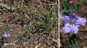 Image result for Ruellia cordata