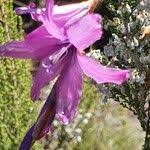 Image result for Dierama cupuliflorum