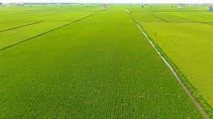 Sedikit video pemandangan sawah padi yang sedang tumbuh subur menunggu waktu untuk dituai. Katanya Di Kawasan Sawah Penduduk Sungai Petani Kedah Facebook