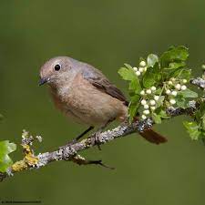 Autumn Migration Can Be Hard For Young Birds Who May Get Lost On Their First Journey The Uk Is A Great Stopover Spot For Many Migratory Sp Birds Bird Animals