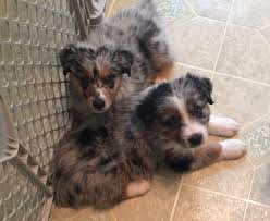 See our upcoming doodle litters below to see who's getting ready to have another beautiful litter. Australian Shepherd Puppies For Sale Richmond Mi 307843