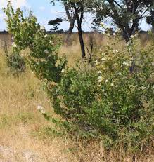 Image result for Bauhinia burrowsii
