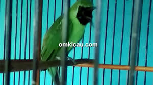 Pancingan cucak ijo agar rutin gacor baik dirumah atau digantangan mp3 duration 15:10 size 34.71 mb / ocehan burung 1. Cucak Ijo Jabrik Burung Jawara Dengan Perawatan Ilmu Edan Ala Kibasari Team Om Kicau