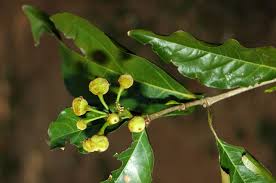 Image result for Lasiodiscus pervillei