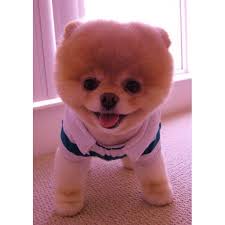 Sevimli Pomeranian Cinsi Yavrularimiz Boo The Dog Boo The Cutest Dog Cute Dogs