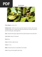 Image result for Monotes dasyanthus