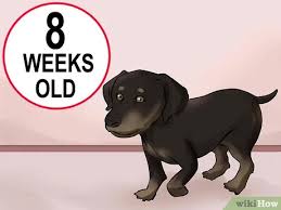 Doberman pinscher breeders in oregon #1 doberman & company. 4 Ways To Buy A Doberman Pinscher Puppy Wikihow