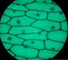 Plant cell under microscope 400x. Things Under A Microscope Plant Cell Picture Plant Cell