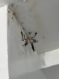 These are growing in my shower, landlord came to scrape it off and they  were back in a few days. How to get rid of them? : rmycology