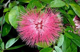 Image result for Chamaeclitandra