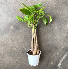 The practice of cultivating bonsai trees. Money Tree Peas Bees Co