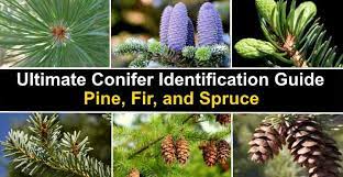 They are especially welcome during our long can be blue or green. Ultimate Conifer Identification Guide Pine Fir And Spruce Pictures