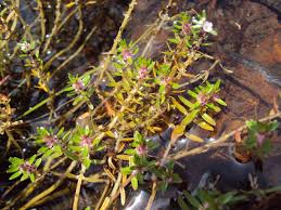 Image result for Rotala tenella
