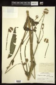 Image result for Dipsacus pinnatifidus