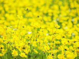 Yellow Flowers Flores Amarillas Flores Amarillas Primavera Wallpaper Amarillo